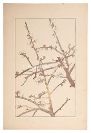 梅　Japanese apricot