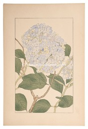 紫陽花 　Hydrangea