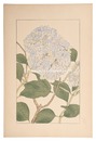 紫陽花 　Hydrangea