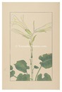 うばゆり　Cardiocrinum cordatum