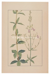 釣鐘人参　Adenophora verticillata Fisch.