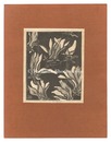 木蓮　Magnolia