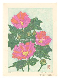 ふよう　Cotton Rosemallow