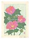 ふよう　Cotton Rosemallow