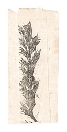 松　Pine