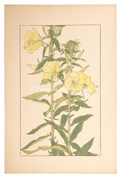大待宵草　Evening Primrose