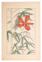 紅蜀葵　Hibiscus Coccineus