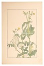 野罌粟　Sow Thistle