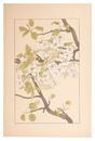 梨　Sand pear