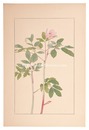 山芍薬　Paeonia japonica