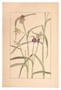 紫露草　Tradescantia Virginica
