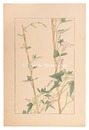 小昼顔　Japanese false bindweed