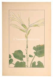 姥百合　Heartleaf lily