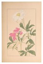 芍薬　Peony