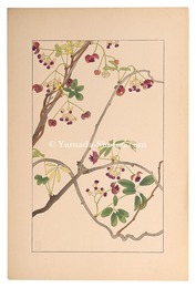 あけび　five-leaf Akebia