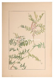 草藤　Tufted vetch