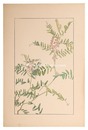 草藤　Tufted vetch