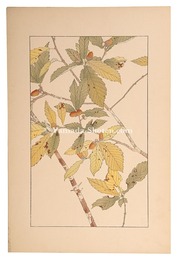 小楢　oak