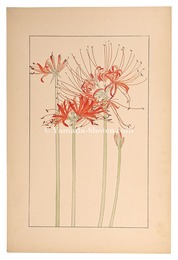 彼岸花　Red spider lily