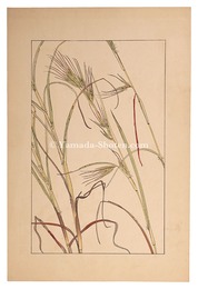 刈萱　Thatching grass