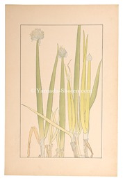 葱　Welsh onion