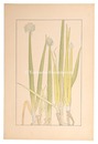 葱　Welsh onion