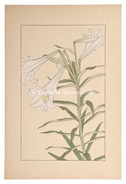 鉄砲百合　Easter Lily
