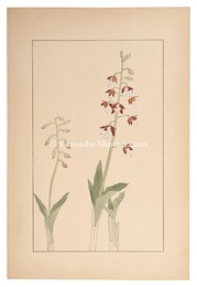 海老根　Calanthe discolor