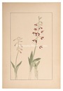 海老根　Calanthe discolor
