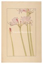夏水仙　Lycoris