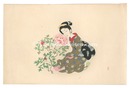 深見草　Peony