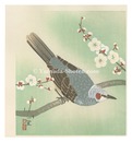 花鳥画　Bird and Flower