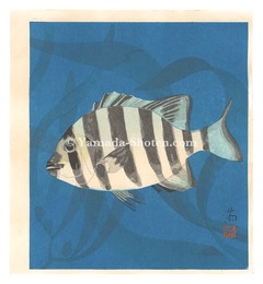 石鯛（仮題）　Striped Beakfish (tentative title)