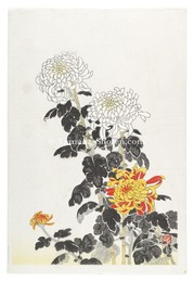 菊（仮題）　Chrysanthemums (tentative title)
