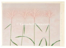 薄　silver grass