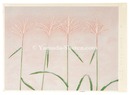 薄　silver grass