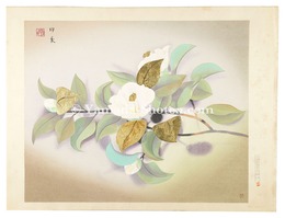 椿花　Camellia