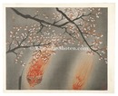 夜桜　Night Cherry Blossoms