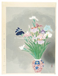 菖蒲　Iris