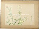 ぺんぺんぐさ　Shepherd’s Purse