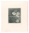 のいばら　Japanese Rose