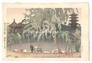 猿沢池畔の柳　Willow Tree at Sarusawa Pond