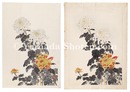菊（仮題）　Chrysanthemums (tentative title)