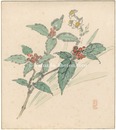 自筆色紙 千兩と水仙　Chloranthus glaber and Narcissus