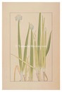 葱　Welsh Onion