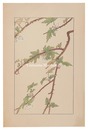 木苺　Raspberry