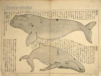 勇魚取絵詞　揃