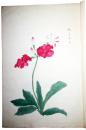 桜草写真　筆写本