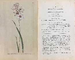 カーティス・ボタニカル・マガジン　手彩色銅版画　No.128「SCILLA CAMPANULATA.（シラー・カンパニュラタ）」