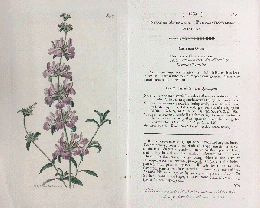 カーティス・ボタニカル・マガジン　手彩色銅版画　No.1959「STACHYS ARENARIA.」　イヌゴマ属